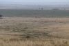 We are back looking west at the Serengeti and the large amount of animals!!