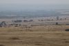 We estimated ~150,000 animals as far as we could see....maybe 10 square miles