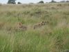 Two hyaenas