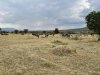 Small migration herds of wildebeest and zebras