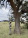 Paul showing the termite runs up/down a tree