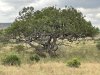 Sausage Tree