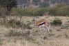 Thompson Gazelle