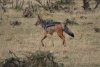Black-backed Jackal