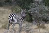 Plains (Burchell's) Zebra