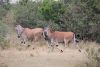 Gorgeous elands