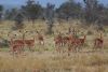 Good view of the black stripes on the butts of Thompson Gazelles