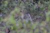 Young Leopard ~ 1-year old well camouflaged