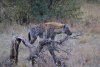 Spotted Hyaena