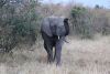 African Bush Elephant