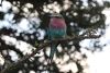 Lilac Breasted  Roller.....one of our favorites