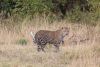 Found the young leopard again the next morning