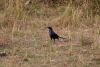 Ruppell's Starling