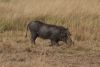 Warthog digging