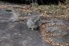 Rock Hyrax