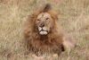 Our first male lion.....