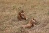A mating couple