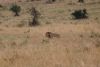 Another male but could not find his mate