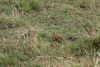 Yellow-throated Longclaw