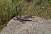 Rainbow rock lizard