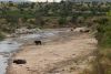 Cape Buffalo
