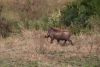 Warthog