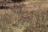 Female Steenbok
