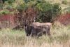 Elands