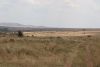 Yea....we found some of the migrating herds