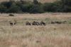 A lot of vultures eating a 1-2 day old wildebeest carcass