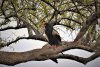 Bateleur Eagle