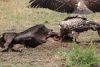 White-Backed Vulture