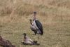 Marabou Stork