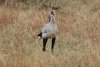 Secretary bird