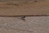 African Pied Wagtail