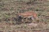 Steenbok
