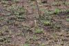 Temminck's Courser