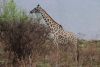 Southern African Giraffe