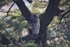 Verreaux's Eagle Owl
