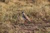 Crowned Lapwing