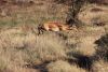 Jumping Impala.....nice shot John-boy!!