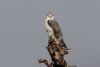 Black wing Kite