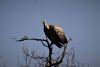 White-backed Vulture