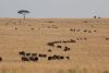 These wildebeest trains were amazing and somewhat mysterious behavior