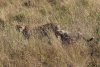 Cheetah and four cubs walking along a road
