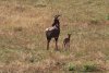 Topi and a new born