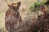 A lioness