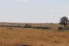 A super long wildebeest marching train