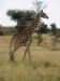 Maasai Giraffe
