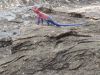 Red-headed Rock Agama
